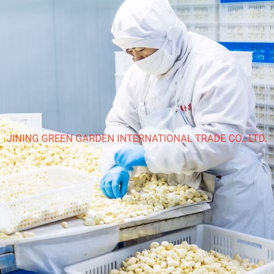 Hochwertiger geschälter Knoblauch in Salzlake